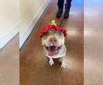 Small #1 American Pit Bull Terrier