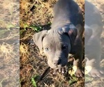 Small Photo #15 American Bully Puppy For Sale in MOTLEY, MN, USA