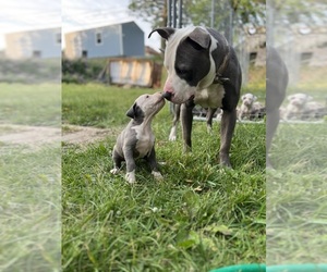 Father of the American Pit Bull Terrier puppies born on 05/17/2023
