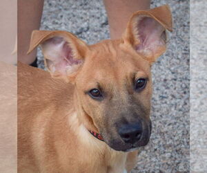 Boxer-Dutch Shepherd Mix Dogs for adoption in Huntley, IL, USA