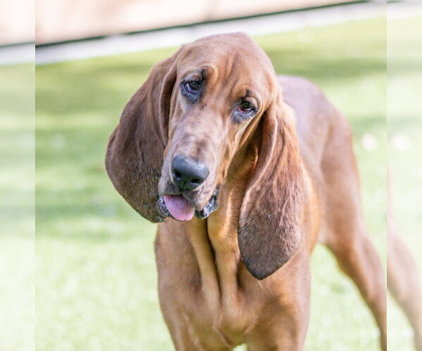 Medium Photo #2 Bloodhound Puppy For Sale in Hilton Head, SC, USA