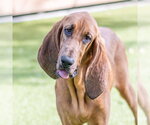 Small #1 Bloodhound