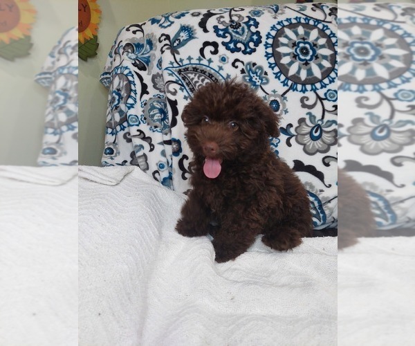 Medium Photo #3 YorkiePoo Puppy For Sale in ELKTON, KY, USA