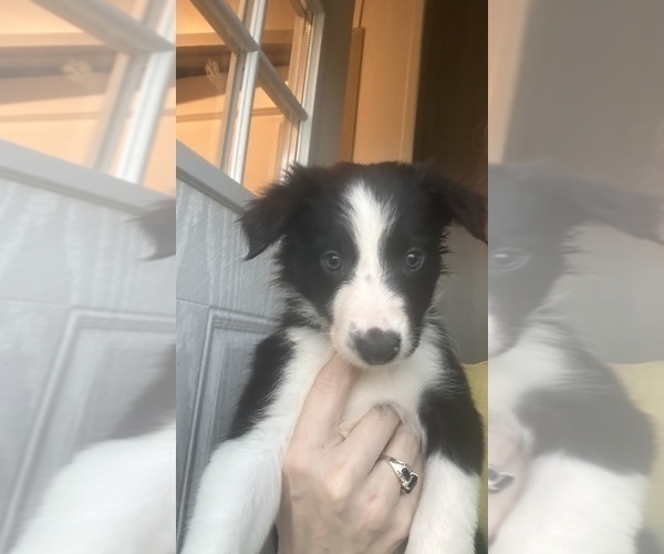 Medium Photo #7 Border Collie Puppy For Sale in BRISTOW, OK, USA