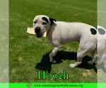 Small #1 American Bulldog Mix