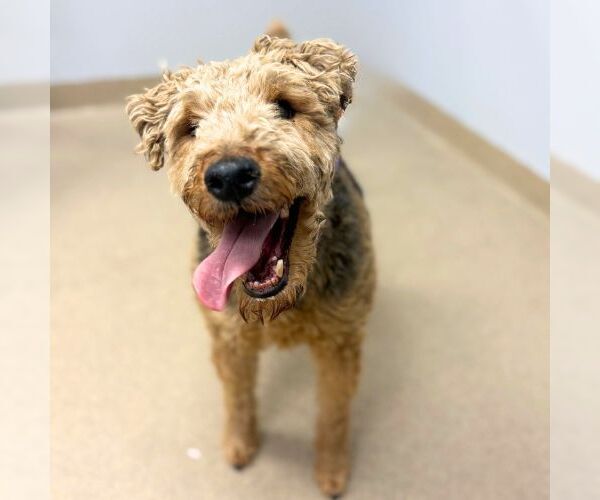 Medium Photo #1 Welsh Terrier Puppy For Sale in Aurora, CO, USA