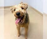 Small Welsh Terrier