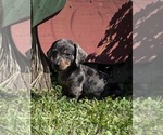 Small #5 Dachshund