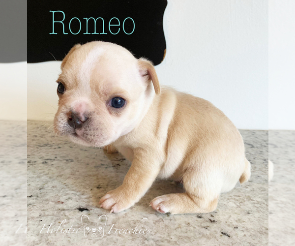Medium Photo #4 French Bulldog Puppy For Sale in EUGENE, OR, USA