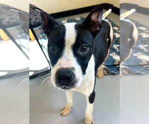 Olive - Female Boston Terrier-Unknown Mix Dog for Adoption - Photo #3