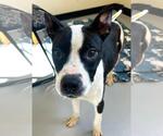 Small Photo #3 Boston Terrier-Unknown Mix Puppy For Sale in Rockwall, TX, USA