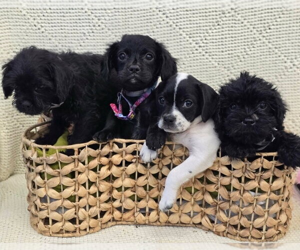 Medium Photo #3 Pug-Shih Tzu Mix Puppy For Sale in Lakewood, CO, USA