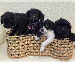 Small #2 Pug-Shih Tzu Mix