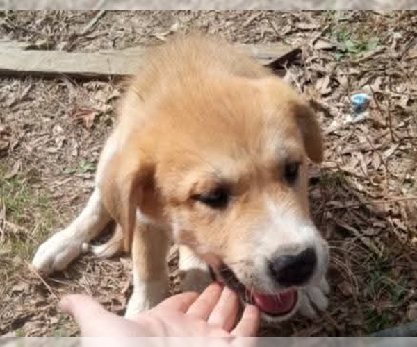 Medium Photo #5 Great Pyrenees-Unknown Mix Puppy For Sale in Horn Lake, MS, USA