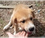 Small #4 Great Pyrenees Mix