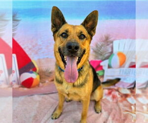 German Shepherd Dog Dogs for adoption in Long Beach, CA, USA