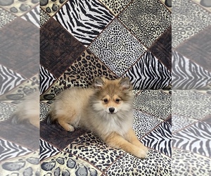 Pomeranian-Unknown Mix Puppy for sale in CONCORD, TN, USA