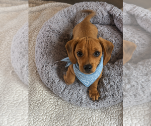 Dachshund Puppy for Sale in SAN DIEGO, California USA