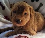 Puppy 8 Goldendoodle (Miniature)