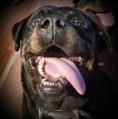 Rottweiler Dogs for adoption in WARE, MA, USA