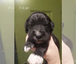 Small Photo #51 Bordoodle Puppy For Sale in COPPERAS COVE, TX, USA