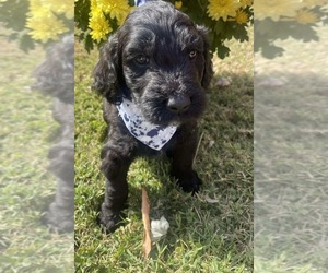 Sheepadoodle Puppy for sale in LAFAYETTE, TN, USA