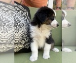 Small Photo #49 Miniature Australian Shepherd Puppy For Sale in LA CANADA FLINTRIDGE, CA, USA