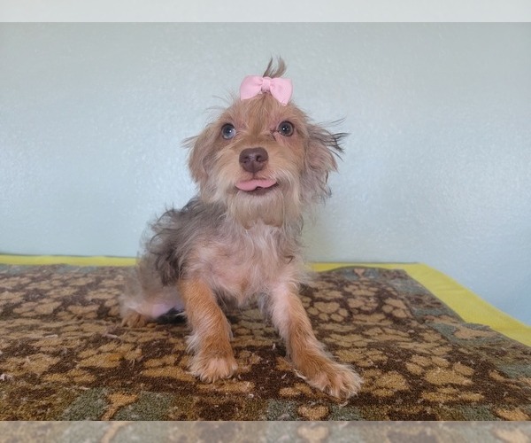 Medium Photo #3 YorkiePoo Puppy For Sale in TUCSON, AZ, USA