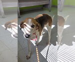 Small Photo #8 Beagle-Unknown Mix Puppy For Sale in Rustburg, VA, USA