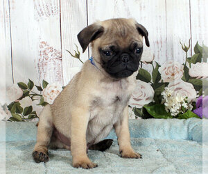 American Lo-Sze Pugg-Pug Mix Puppy for sale in PENNS CREEK, PA, USA