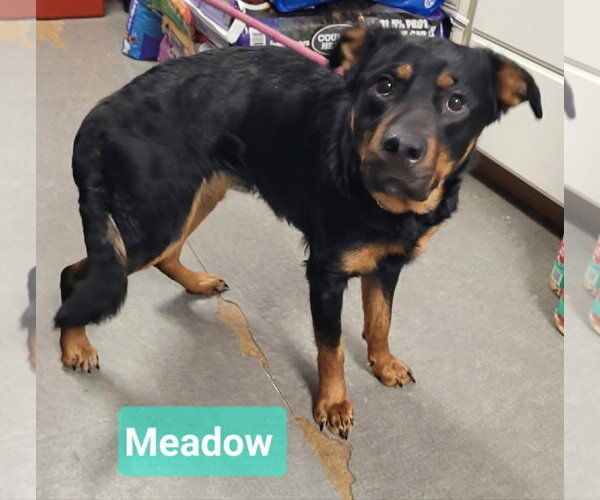 Medium Photo #4 Labrottie Puppy For Sale in Richmond, IN, USA