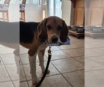 Small #15 Beagle