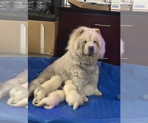 Mother of the Chow Chow puppies born on 09/11/2026