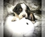 Puppy Jackson Bernedoodle (Miniature)