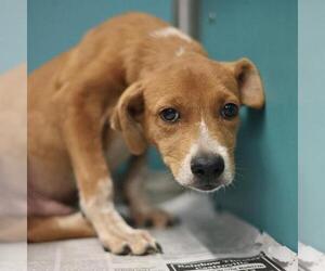 Mutt Dogs for adoption in San Antonio, TX, USA