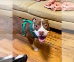 Small #3 American Pit Bull Terrier Mix