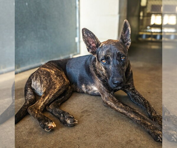 Medium Photo #2 Holland Shepherd-Unknown Mix Puppy For Sale in Maryville, TN, USA