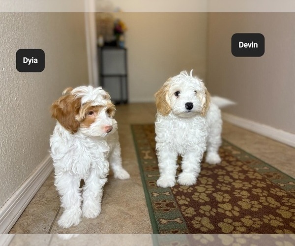 Medium Photo #6 Poovanese Puppy For Sale in TUCSON, AZ, USA