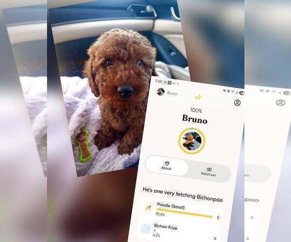 Medium Photo #1 Goldendoodle mix (+ Poodle Toy) Puppy For Sale in EL CENTRO, CA, USA