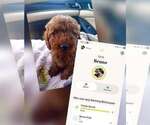 Small Photo #1 Goldendoodle mix (+ Poodle Toy) Puppy For Sale in EL CENTRO, CA, USA