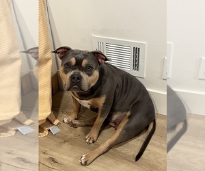 Mother of the American Bully puppies born on 04/13/2026