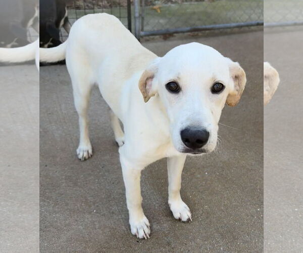 Medium Photo #5 Labrador Retriever Puppy For Sale in Tarrytown, GA, USA