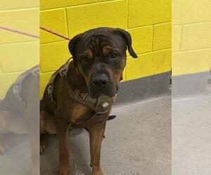 Mutt Dogs for adoption in Forestville, MD, USA