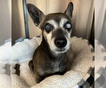 Small Chihuahua Mix