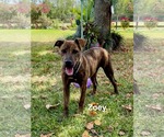 Small Photo #5 American Pit Bull Terrier-Unknown Mix Puppy For Sale in Oakhurst, NJ, USA