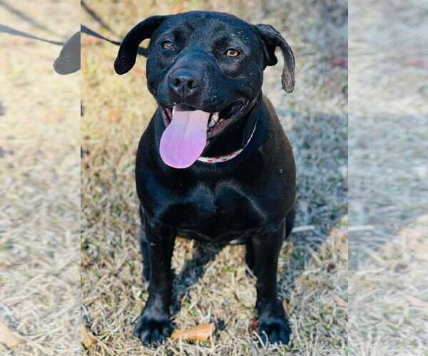 Medium Photo #2 Staffordshire Bull Terrier-Unknown Mix Puppy For Sale in Social Circle, GA, USA