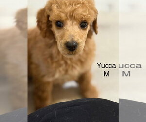 Poodle (Standard) Dogs for adoption in Studio City, CA, USA