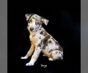 Catahoula Leopard Dog-Unknown Mix Dogs for adoption in Hot Springs Village, AR, USA