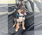 Small #4 German Shepherd Dog Mix