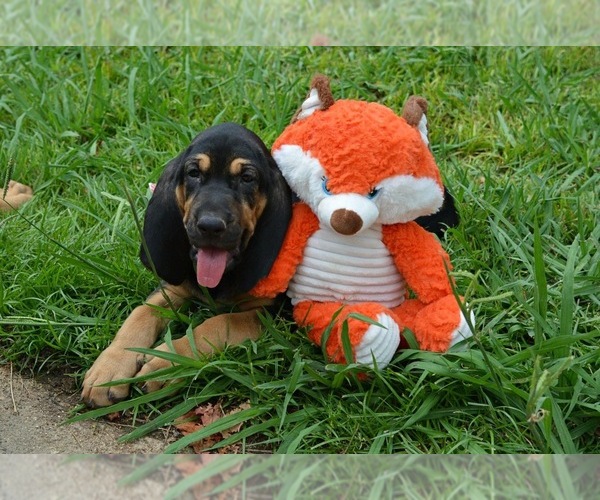 Medium Photo #3 Bloodhound Puppy For Sale in CORNING, AR, USA